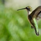 Hummingbird Feeder Leaking? Here's How to Fix It. 7 Hummingbird Feeder Leaking Here's How to Fix It.